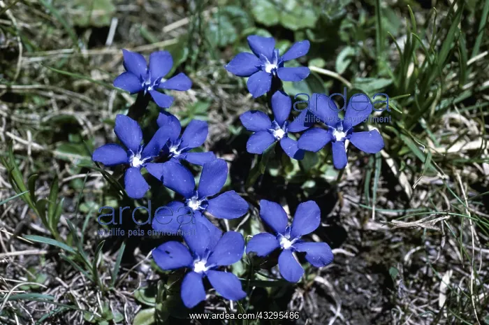 : SPRING GENTIAN : SPRING GENTIAN