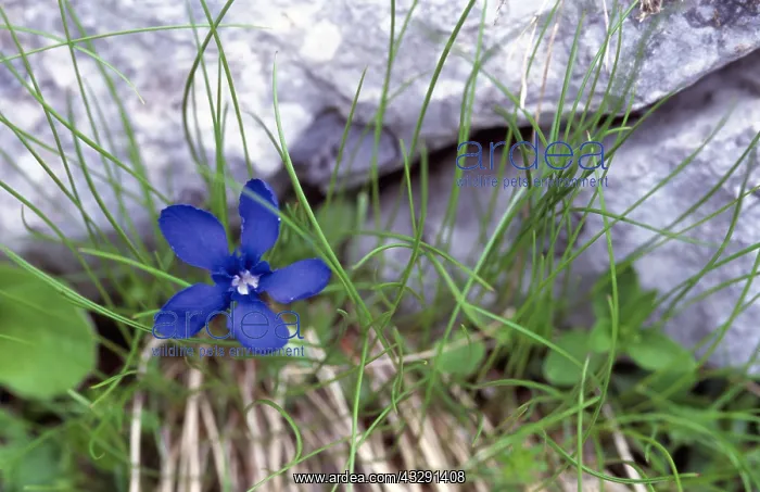 : SPRING GENTIAN - In flower : SPRING GENTIAN - In flower