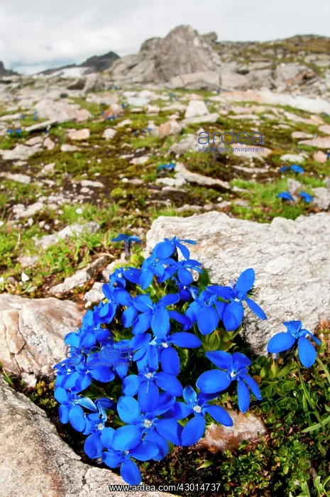 : Spring Gentian in the high-altitude habitat : Spring Gentian in the high-altitude habitat