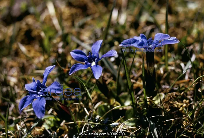 : SPRING GENTIANS : SPRING GENTIANS