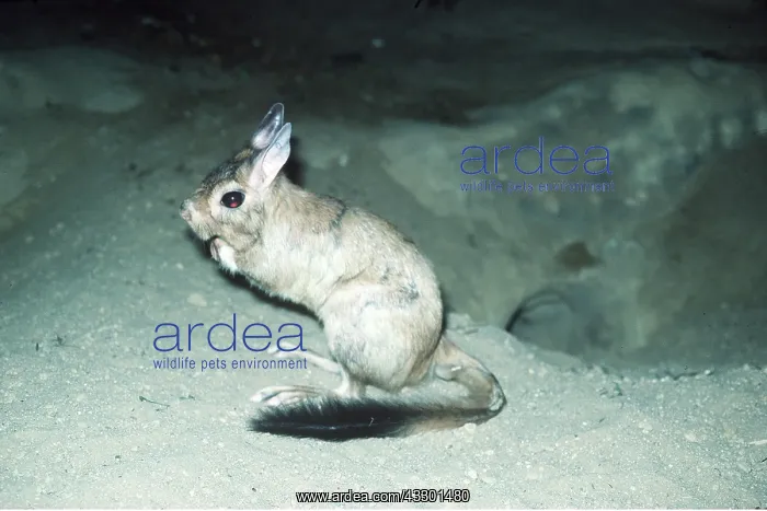 : SPRING HARE : SPRING HARE