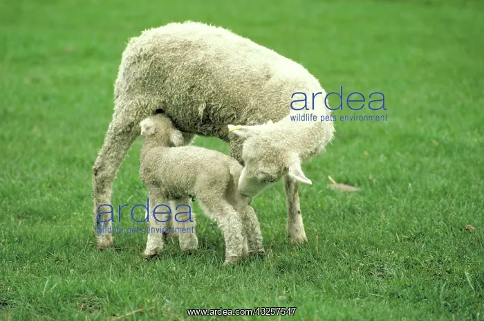 : Spring lamb & mother : Spring lamb & mother