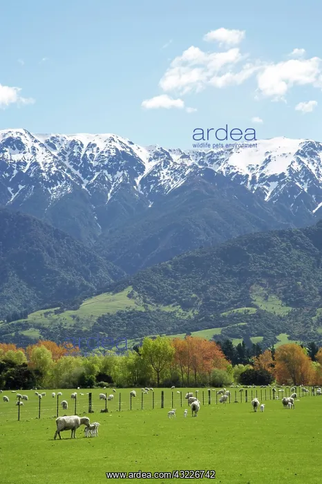  : Spring Lambs, Farmland and Seaward Kaikoura