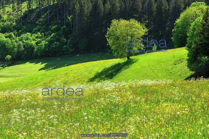 : Spring landscape near Schwcrzenbach, Titisee-Neustadt : Spring landscape near Schwcrzenbach, Titisee-Neustadt