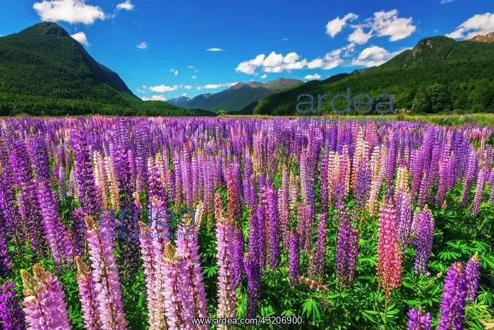  : Spring lupine in Eglinton Valley, Fiordland National