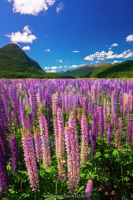 : Spring lupine in Eglinton Valley, Fiordland National : Spring lupine in Eglinton Valley, Fiordland National