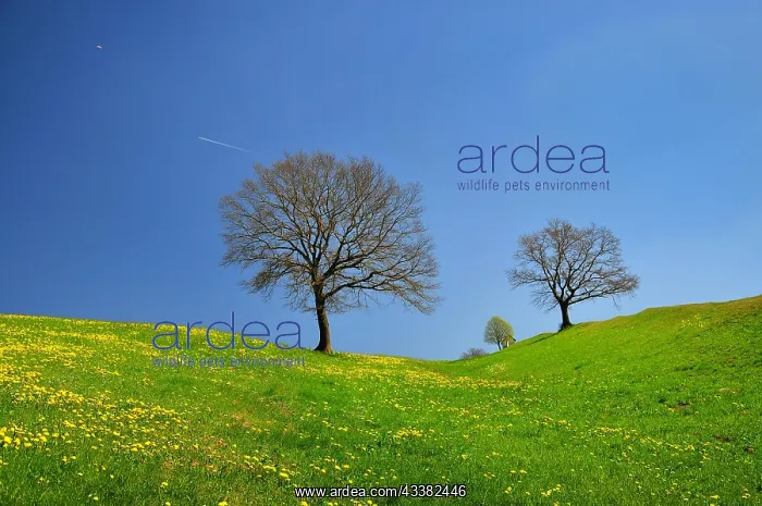 : Spring meadow in the Bavarian foothills of the Alps : Spring meadow in the Bavarian foothills of the Alps