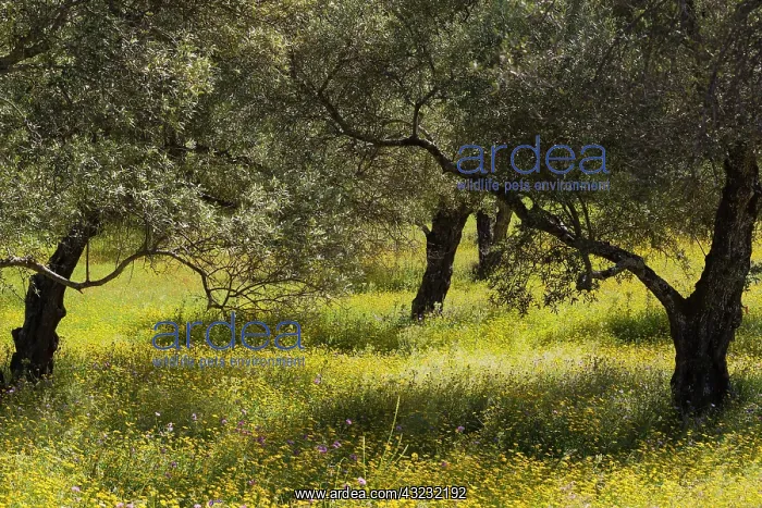 : Spring meadow ith Olive trees in the Sierra de Aracena : Spring meadow ith Olive trees in the Sierra de Aracena