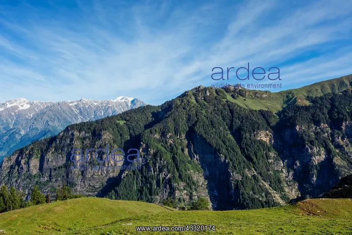 : Spring meadow in Kullu valley in Himalaya mountains : Spring meadow in Kullu valley in Himalaya mountains