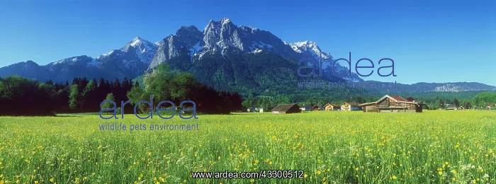 : Spring meadow with Mt Zugspitze near Grainau, Bavarian : Spring meadow with Mt Zugspitze near Grainau, Bavarian