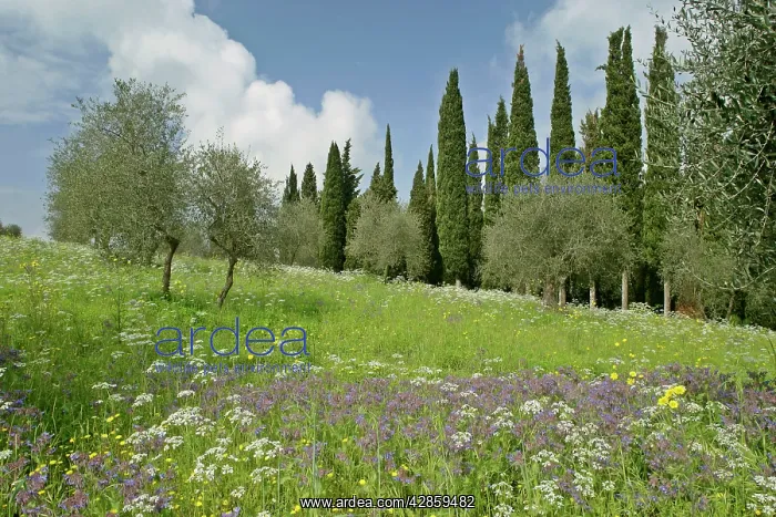 : Spring meadow with olive trees, cypress trees (Cupressus : Spring meadow with olive trees, cypress trees (Cupressus