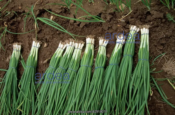  : Spring Onion - in bunches