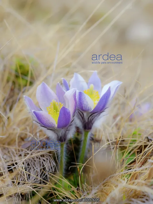 : Spring pasqueflower also called arctic violet, lady : Spring pasqueflower also called arctic violet, lady