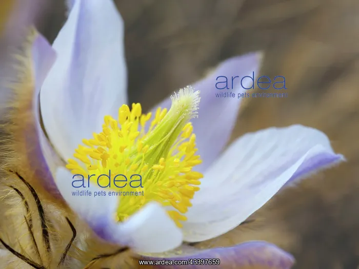: Spring pasqueflower also called arctic violet, lady : Spring pasqueflower also called arctic violet, lady
