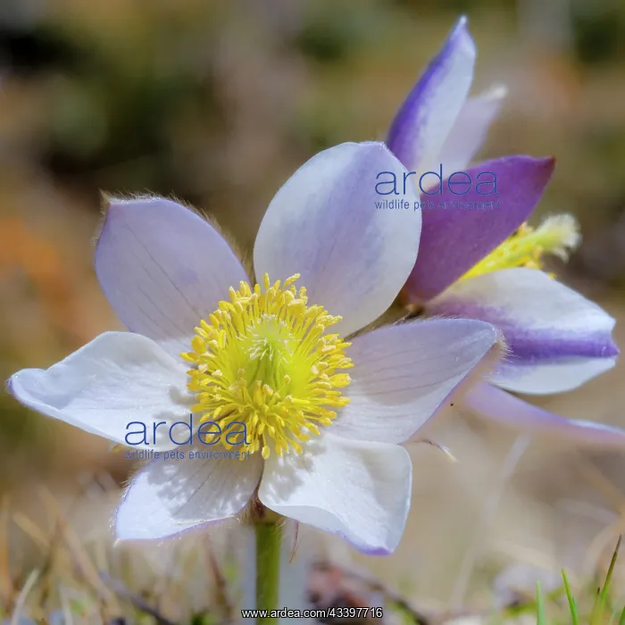 : Spring pasqueflower also called arctic violet, lady : Spring pasqueflower also called arctic violet, lady