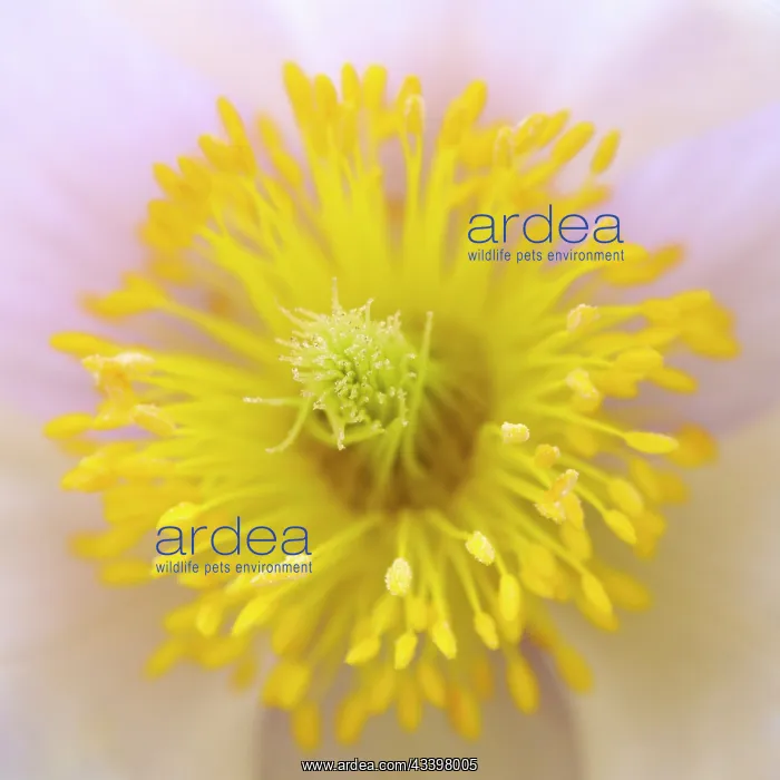 : Spring pasqueflower also called arctic violet, lady : Spring pasqueflower also called arctic violet, lady