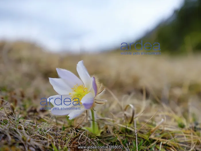 : Spring pasqueflower also called arctic violet, lady : Spring pasqueflower also called arctic violet, lady
