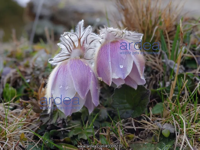 : Spring pasqueflower also called arctic violet, lady : Spring pasqueflower also called arctic violet, lady