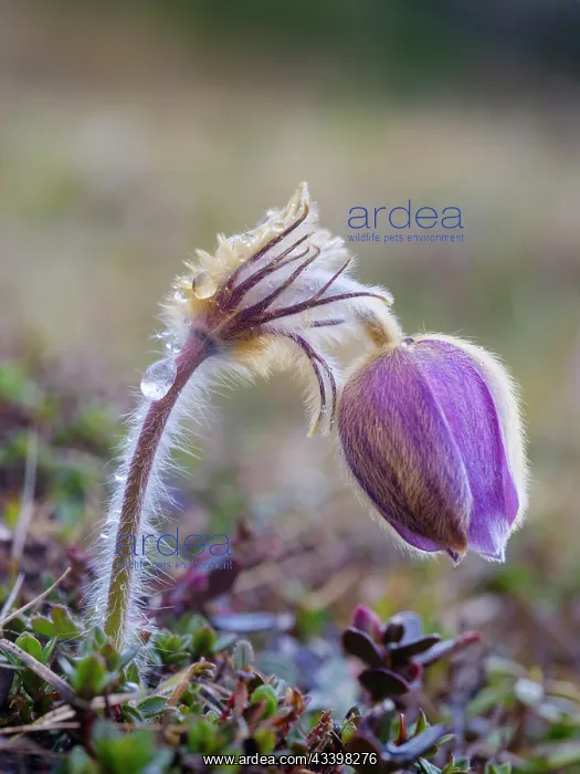 : Spring pasqueflower also called arctic violet, lady : Spring pasqueflower also called arctic violet, lady