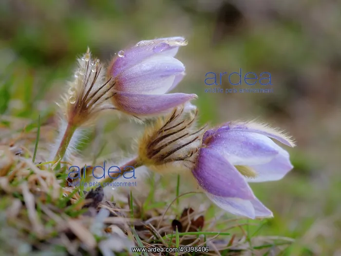 : Spring pasqueflower also called arctic violet, lady : Spring pasqueflower also called arctic violet, lady