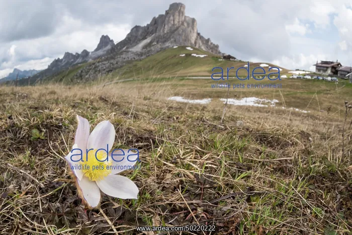 : Spring pasqueflower or lady of the snows (Pulsatilla vernalis) growing in high altitude environment, Veneto, Italy : Spring pasqueflower or lady of the snows (Pulsatilla vernalis) growing in high altitude environment, Veneto, Italy