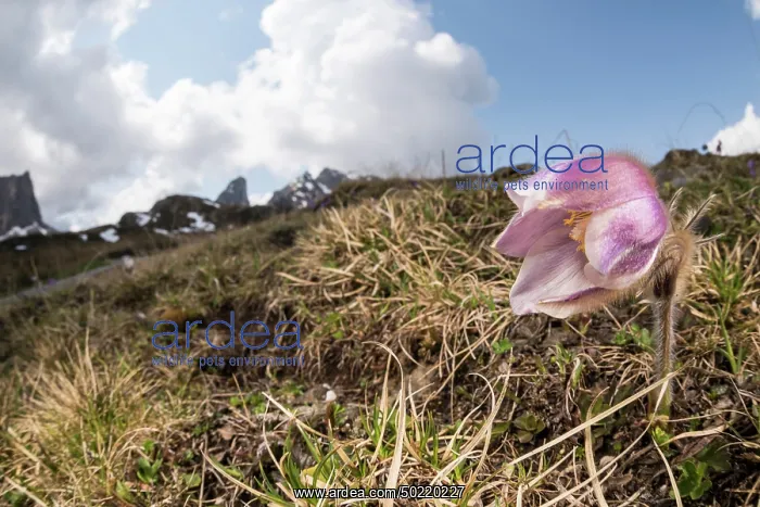 : Spring pasqueflower or lady of the snows (Pulsatilla vernalis) growing in high altitude environment, Veneto, Italy : Spring pasqueflower or lady of the snows (Pulsatilla vernalis) growing in high altitude environment, Veneto, Italy