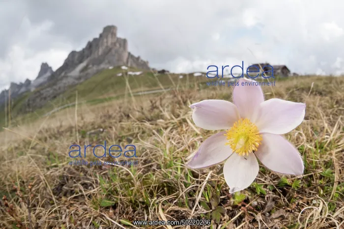 : Spring pasqueflower or lady of the snows (Pulsatilla vernalis) growing in high altitude environment, Veneto, Italy : Spring pasqueflower or lady of the snows (Pulsatilla vernalis) growing in high altitude environment, Veneto, Italy
