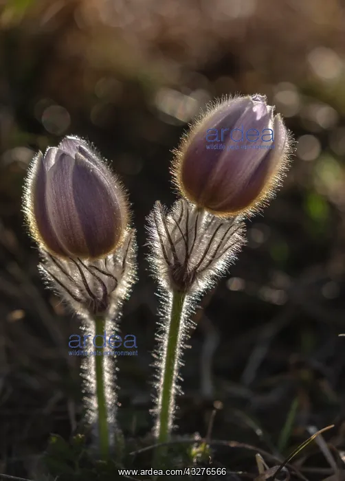 : Spring pasqueflower, Pulsatilla vernalis in flower : Spring pasqueflower, Pulsatilla vernalis in flower