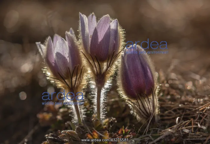 : Spring pasqueflower, Pulsatilla vernalis in flower : Spring pasqueflower, Pulsatilla vernalis in flower