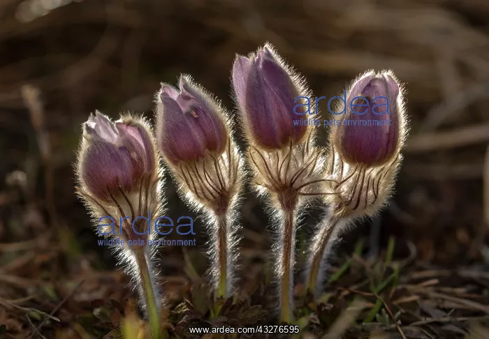  : Spring pasqueflower, Pulsatilla vernalis in flower
