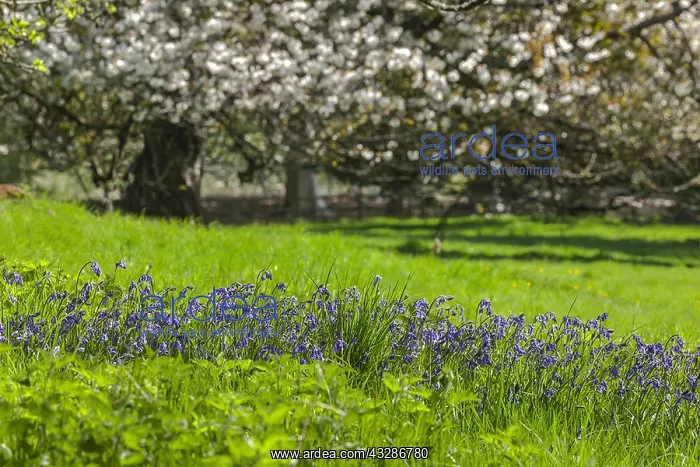 : Spring pasture - sunny and lush pasture with blooming : Spring pasture - sunny and lush pasture with blooming