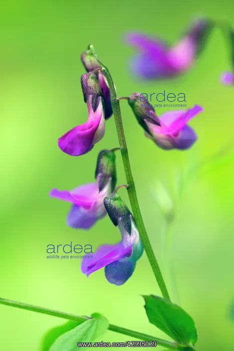 : Spring Pea / Spring Bitter-vetch - flowering wild : Spring Pea / Spring Bitter-vetch - flowering wild