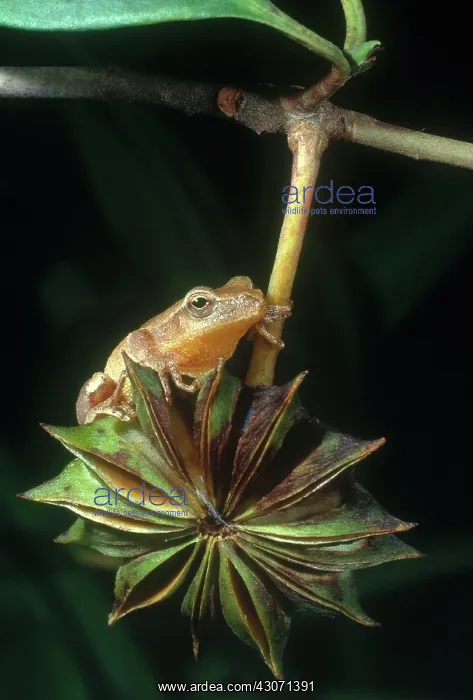 : Spring Peeper : Spring Peeper