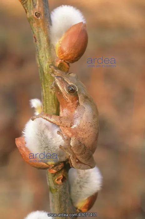 : Spring Peeper : Spring Peeper