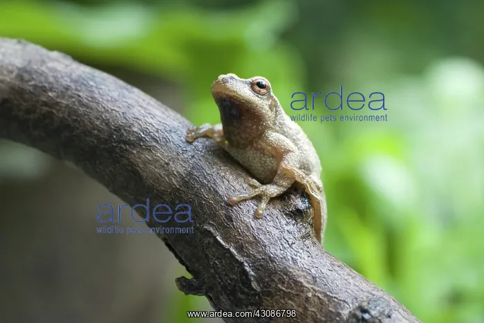 : Spring Peeper : Spring Peeper