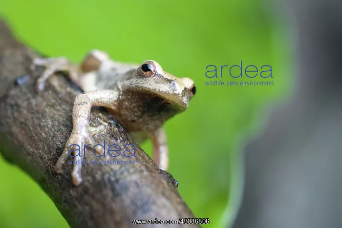 : Spring Peeper : Spring Peeper