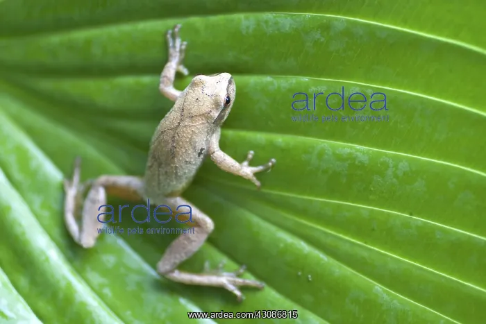: Spring Peeper : Spring Peeper