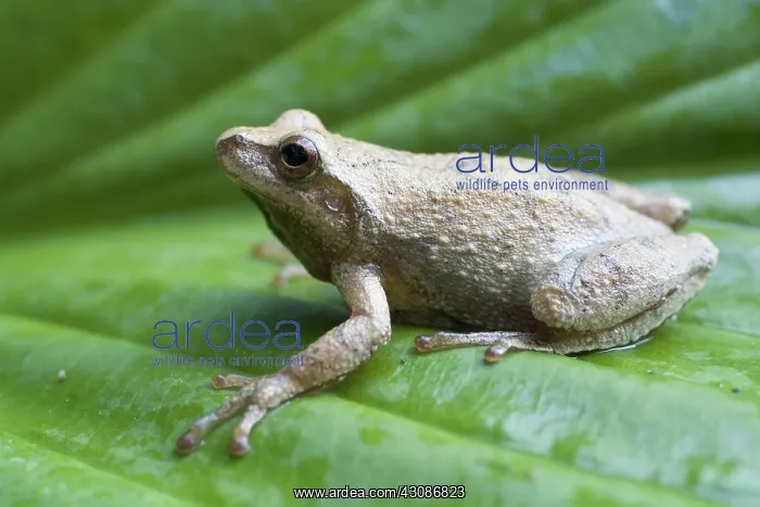: Spring Peeper : Spring Peeper
