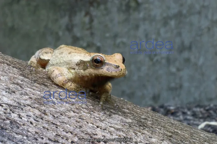 : Spring Peeper : Spring Peeper