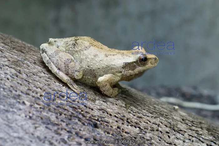 : Spring Peeper : Spring Peeper