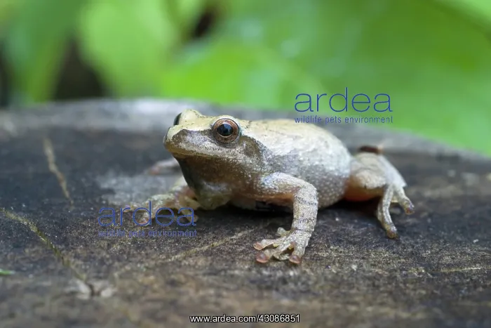 : Spring Peeper : Spring Peeper