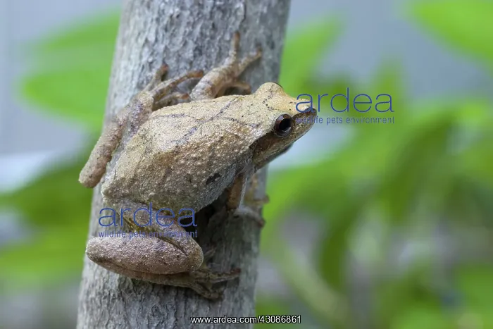 : Spring Peeper : Spring Peeper