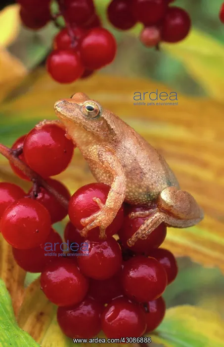 : Spring Peeper : Spring Peeper