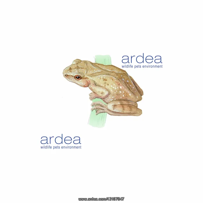 : Spring Peeper : Spring Peeper