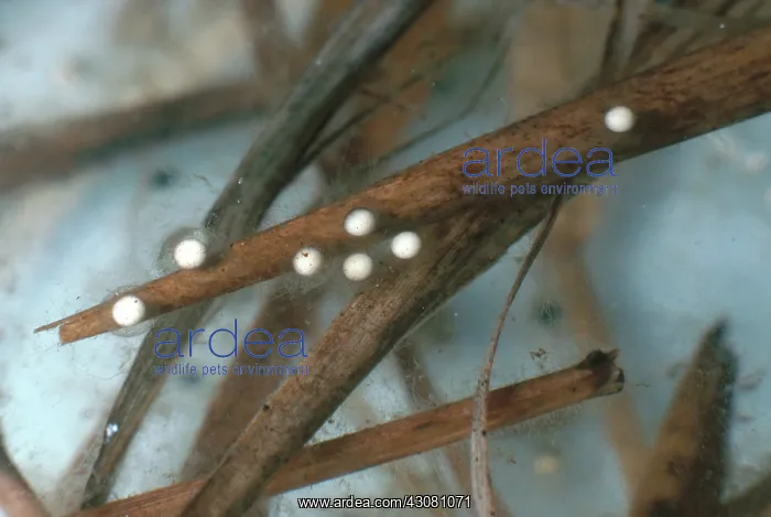: Spring Peeper Eggs : Spring Peeper Eggs