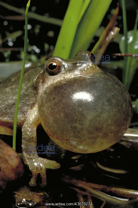: Spring peeper frog : Spring peeper frog