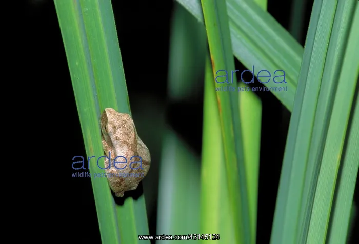 : Spring peeper frog : Spring peeper frog