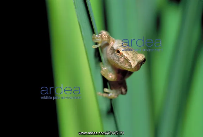 : Spring peeper frog : Spring peeper frog