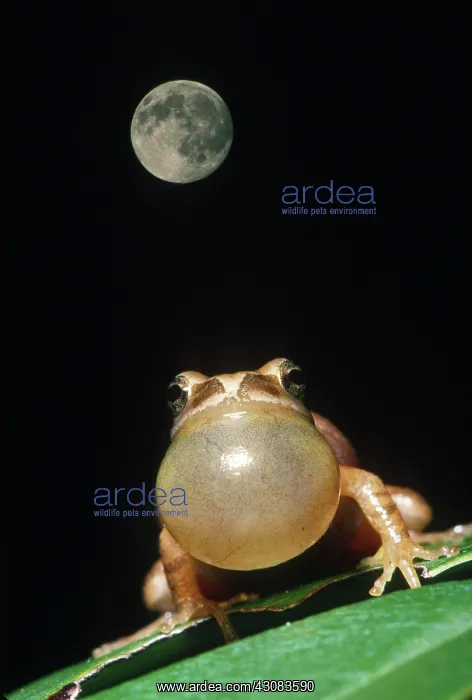 : Spring Peeper (Hyla crucifer) calling : Spring Peeper (Hyla crucifer) calling