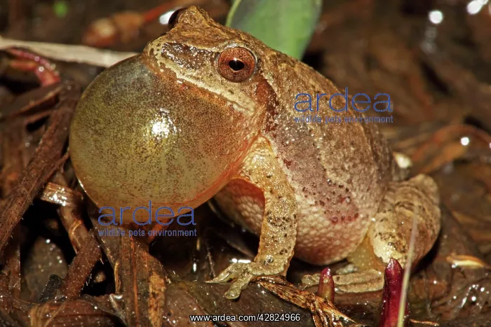 : Spring Peeper - Male calling to attract female : Spring Peeper - Male calling to attract female